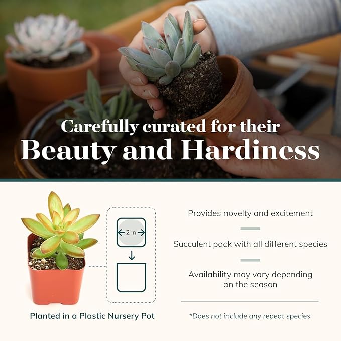 Transform Your Backyard into a Blooming Paradise with EverGreen Garden Shop