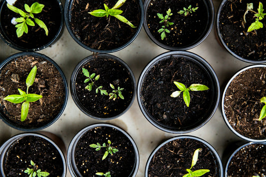 Cultivating Your Garden Oasis: Balancing Modern and Rustic Charm