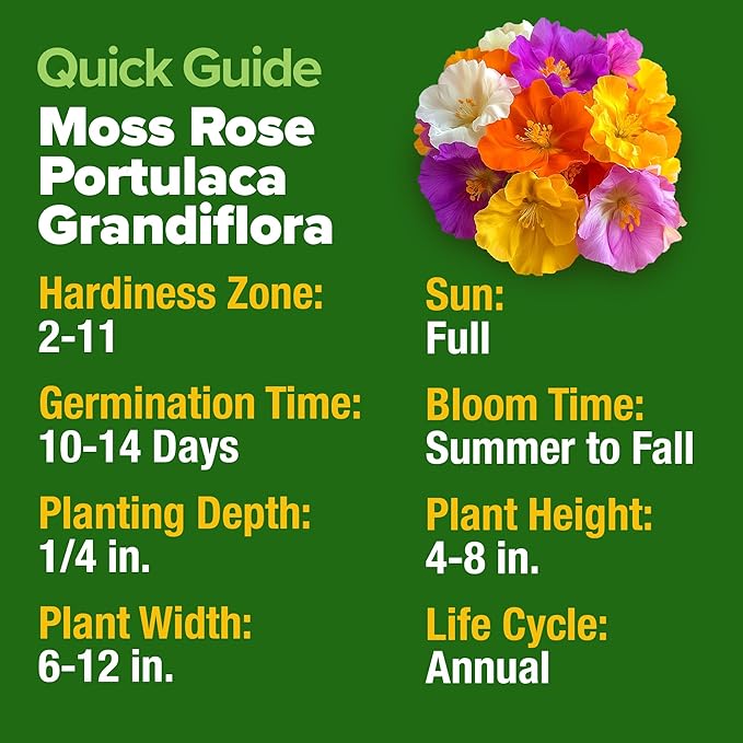 HOME GROWN 23,500+ Moss Rose Seeds (Bulk Pack) Annual Flower for Ground Cover - Heirloom π‘π’π‘-ππ π’ Portulaca Seeds for Planting Outdoors - Great for Low-Maintenance Gardens (Portulaca grandiflora)
