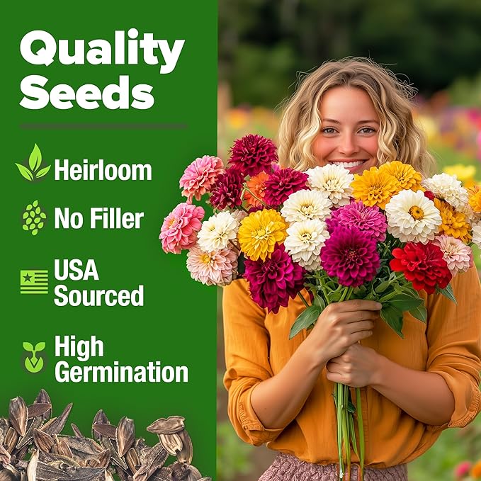 HOME GROWN π¨π¦π π£π₯ππ ππ¨π Zinnia Dahlia Seeds Pack for 2025 β 524 π‘π’π‘-ππ π’ Flower Seeds | Vibrant Zinnia Elegans for Pollinator Gardens, Borders & Containers | Easy-to-Grow Outdoor Blooms