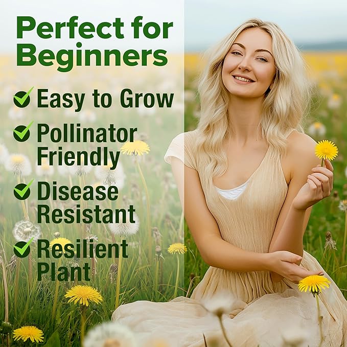 HOME GROWN π¨π¦π π£π₯ππ ππ¨π Dandelion Seeds for Planting β 600 Heirloom Medicinal Herb Seeds (~0.3g) π‘π’π‘-ππ π’ Grow Edible Leaves and Flowers for Remedies or Wildlife (Taraxacum officinale)