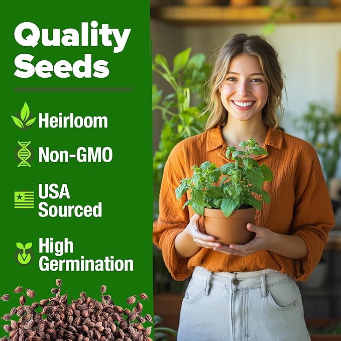 HOME GROWN Catnip Seeds (2 Pack) π‘π’π‘-ππ π’, π¨π¦π-π¦π’π¨π₯πππ Heirloom Herb 4232 Seeds - Indoor or Outdoor Seed - High-Germination Cat Nip - Cat Safe Plants (Nepeta cataria)