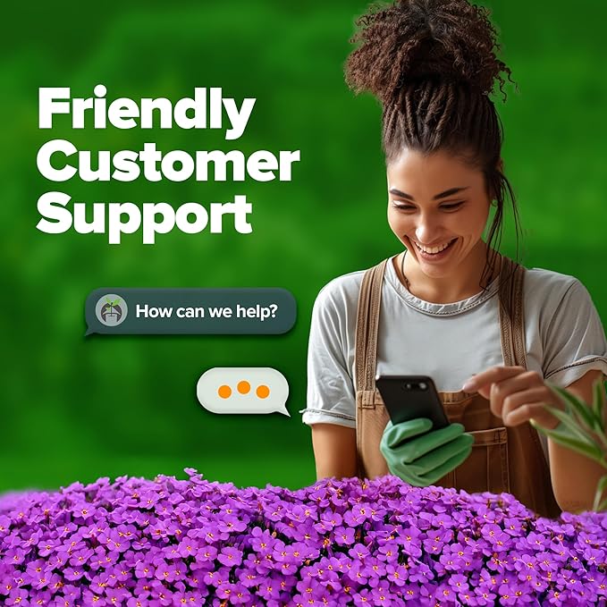 HOME GROWN π¨π¦π π£π₯ππ ππ¨π Aubrieta Rock Cress Purple, Flowering Ground Cover Seed Pack, Perennial Cress Seeds for Planting Outdoor Lawn Gardens 300 π‘π’π‘-ππ π’ Aubrieta deltoidea Flower Seeds