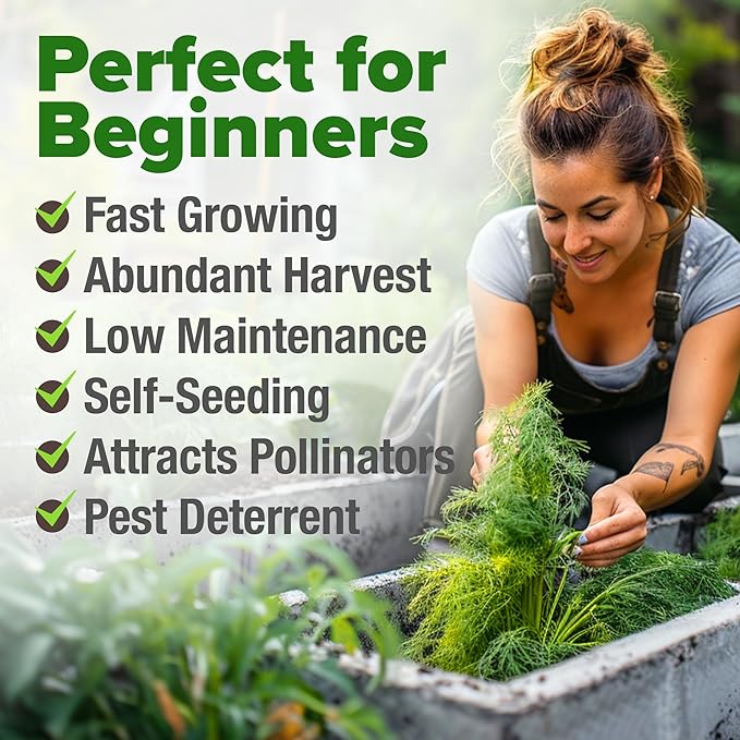 HOME GROWN π¨π¦π π£π₯ππ ππ¨π Dill Seeds for Planting 1,014 Bouquet Dill Seeds π‘π’π‘-ππ π’ and Heirloom Herb Seeds for Planting Outdoors, Grow Your Fragrant Dill Herb Garden (Anethum graveolens)