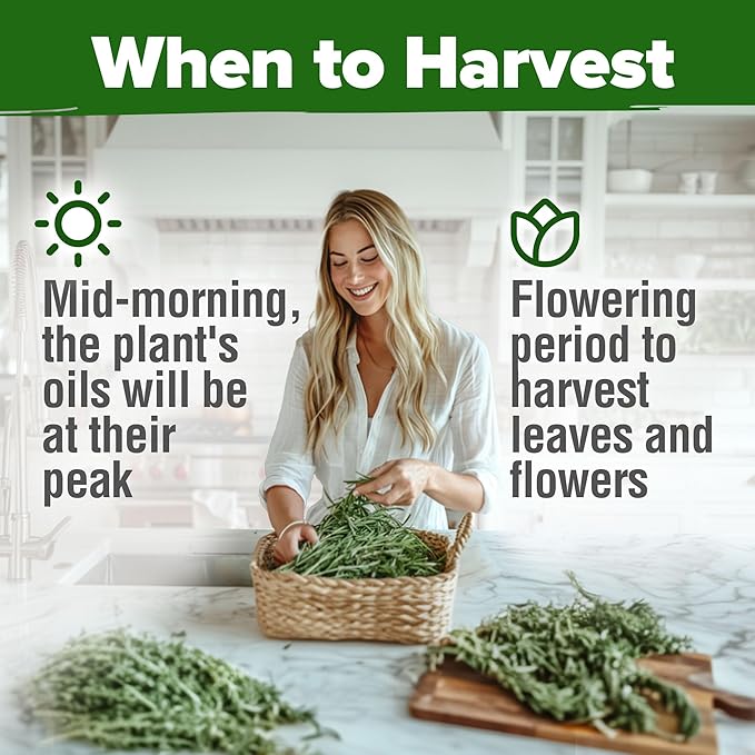 HOME GROWN π¨π¦π π£π₯ππ ππ¨π Rosemary Seeds Pack - 150 High Germinating π‘π’π‘-ππ π’ Heirloom Herb Seeds for Planting in Indoor or Outdoor Herb Gardens (Salvia rosmarinus)