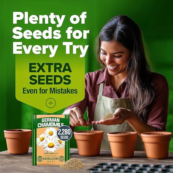 HOME GROWN π¨π¦π π£π₯ππ ππ¨π German Chamomile Seed Pack β 2,280 π‘π’π‘-ππ π’ Heirloom Seeds for Planting for Sustainable Gardens and Soothing Medicinal Herbal Teas (Matricaria chamomilla)