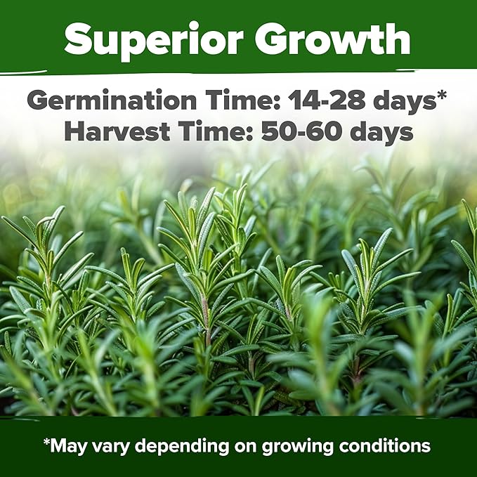 HOME GROWN π¨π¦π π£π₯ππ ππ¨π Rosemary Seeds Pack - 150 High Germinating π‘π’π‘-ππ π’ Heirloom Herb Seeds for Planting in Indoor or Outdoor Herb Gardens (Salvia rosmarinus)