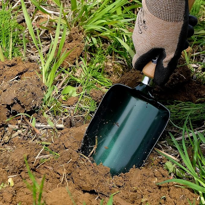 Garden Helper Soil Scoop Garden Tool, Large Loose Soil Scooper Tool for Transplanting and Gardening, Heavy Duty Japanese Steel Balde, Wood Handle, Made in Japan