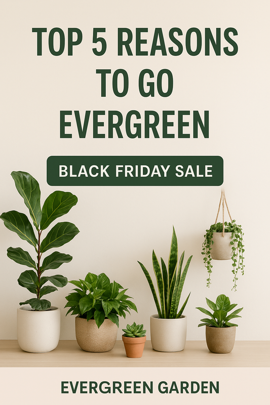 Top 5 Reasons Why You Need to Buy from Evergreen Garden