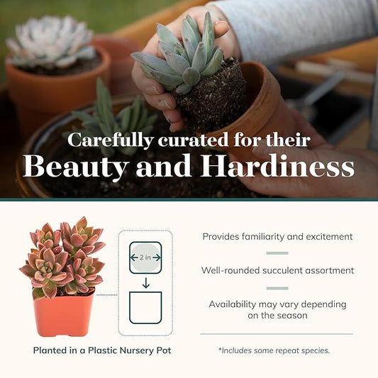 Refresh Your Space: How to Bring the Beauty of the Garden Into Your Home