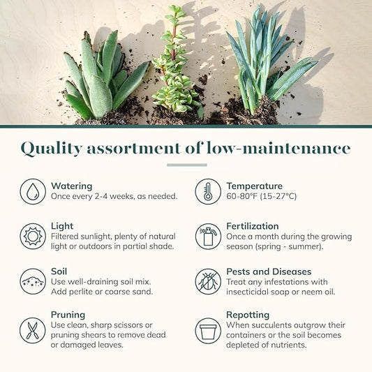 5 Simple Ways to Bring Nature Indoors and Transform Your Space