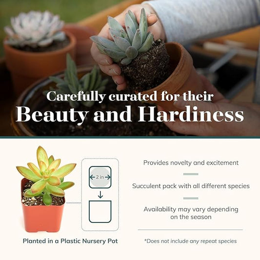 Transform Your Backyard into a Blooming Paradise with EverGreen Garden Shop