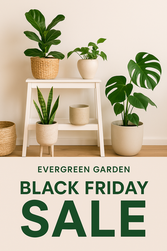🌿 Evergreen Garden: How to Transform Your Outdoor Space Into a Peaceful, Stylish Sanctuary