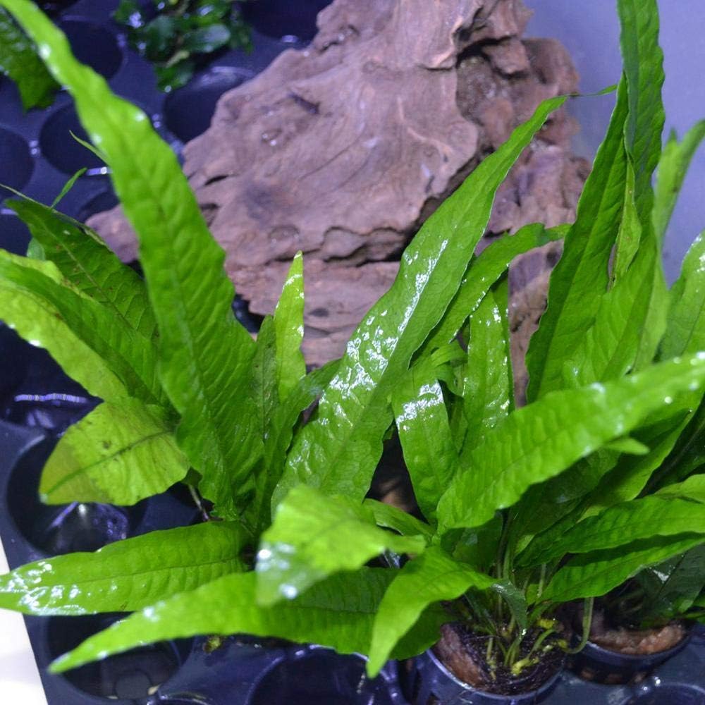 3 Aquatic Plants Bundle | Live Plants for Freshwater Aquariums (3 X Microsorum Java Fern Plants)