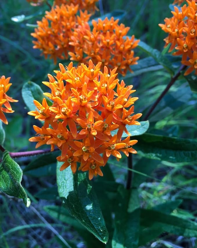 3 Live Butterfly Milkweed Plants (Asclepias tuberosa) Perennial Wildflowers from My Home Park – Individually Potted in 4” Pots – 4–8” Tall on Arrival – Not Seeds – Blooms in Mid-Summer – Zones 4-8