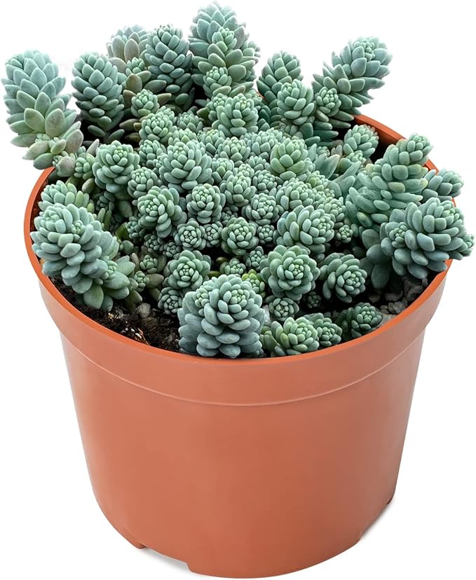 4-inch Succulent Cluster Sedum Dasyphyllum, Live Succulents Plants Fully Rooted in Pots with Soil, Easy-Care House Plants for DIY, Home Office Decoration