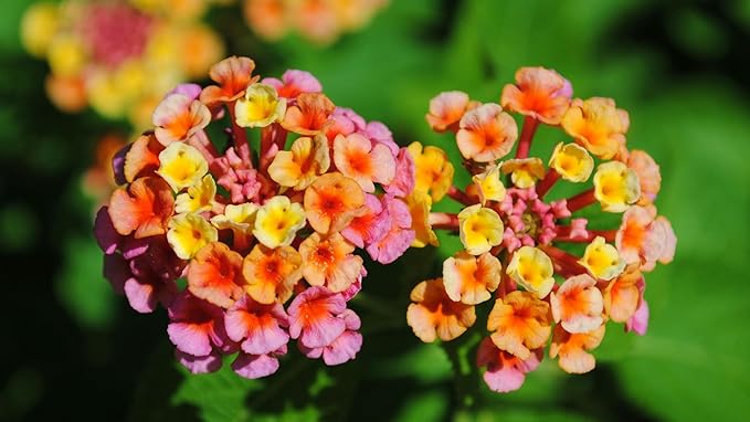 Lantana Confetti | 3 Live Plants | Lantana Camara | Colorful Garden Shrub | Drought Tolerant Perennial Plants