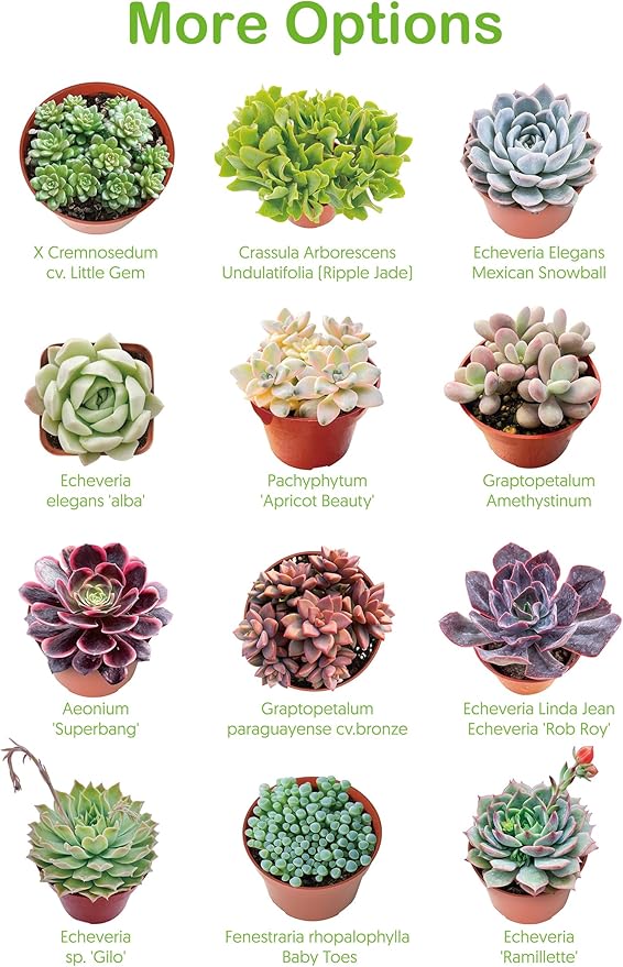 4-inch Succulent Echeveria agavoides 'Lipstick', Live Succulents Plants Fully Rooted in Pots with Soil, Easy-Care House Plants for DIY, Home Office Decoration